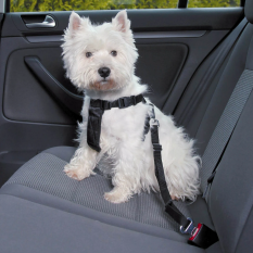 Car pet harness